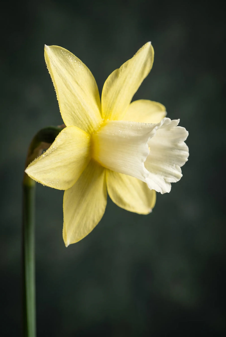 Narcissus Pipit — sfeerbeeld