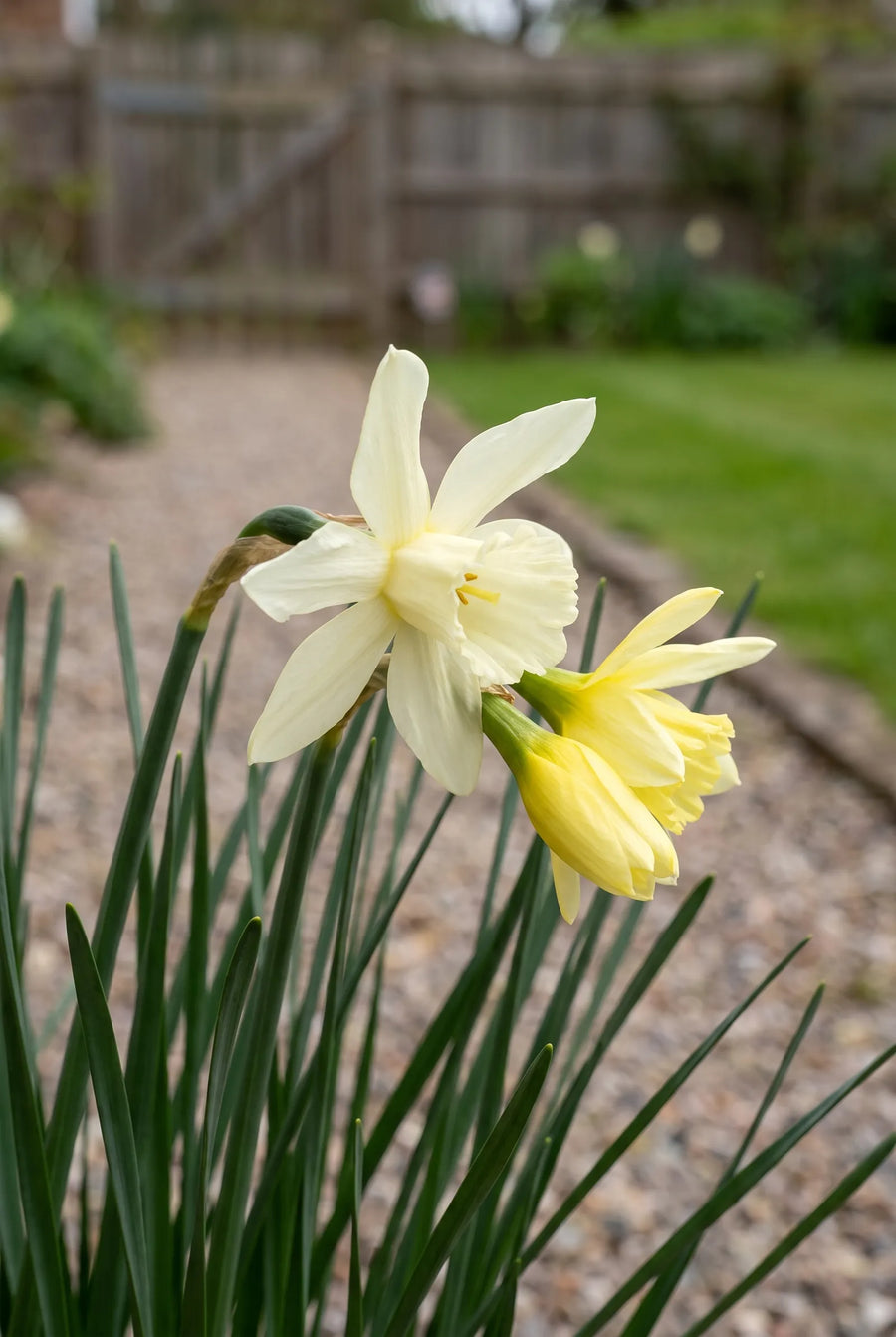 Narcissus Pueblo — close-up van de bloem