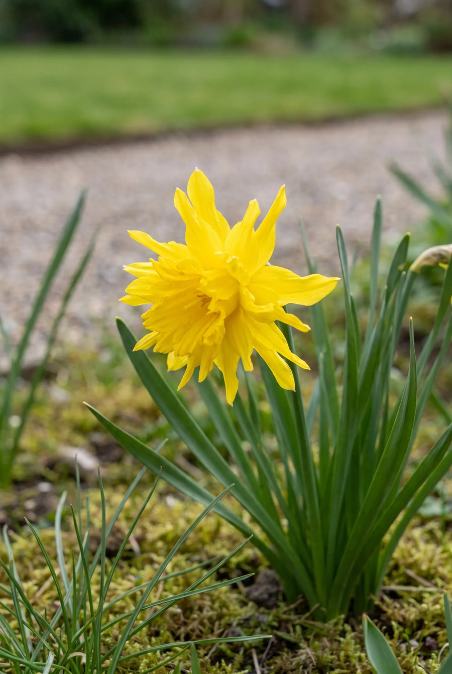 Narcissus Rip van Winkle — close-up van de bloem