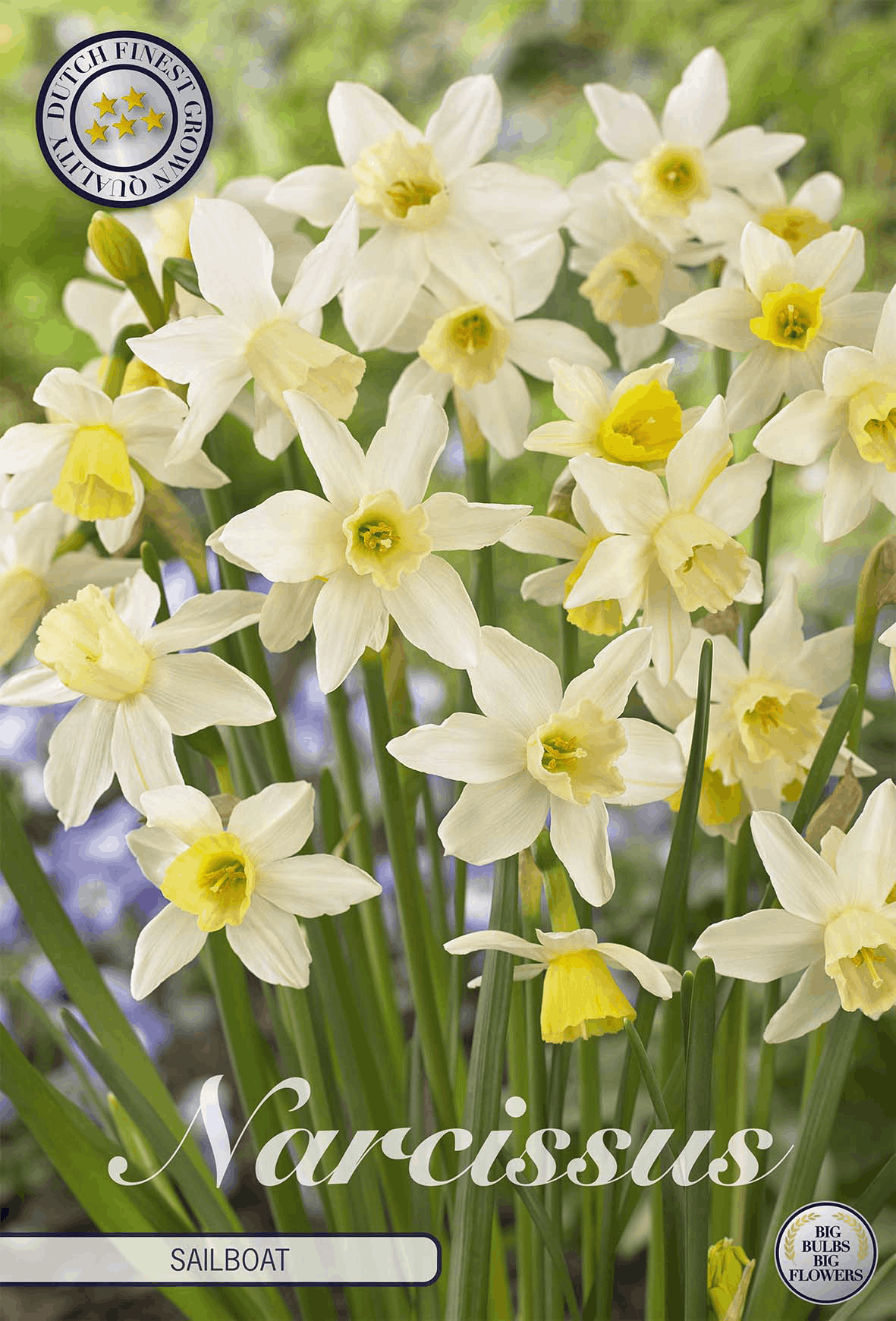 Narcissus Sailboat
