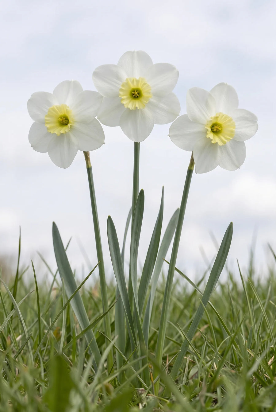 Narcissus Segovia — in de tuin