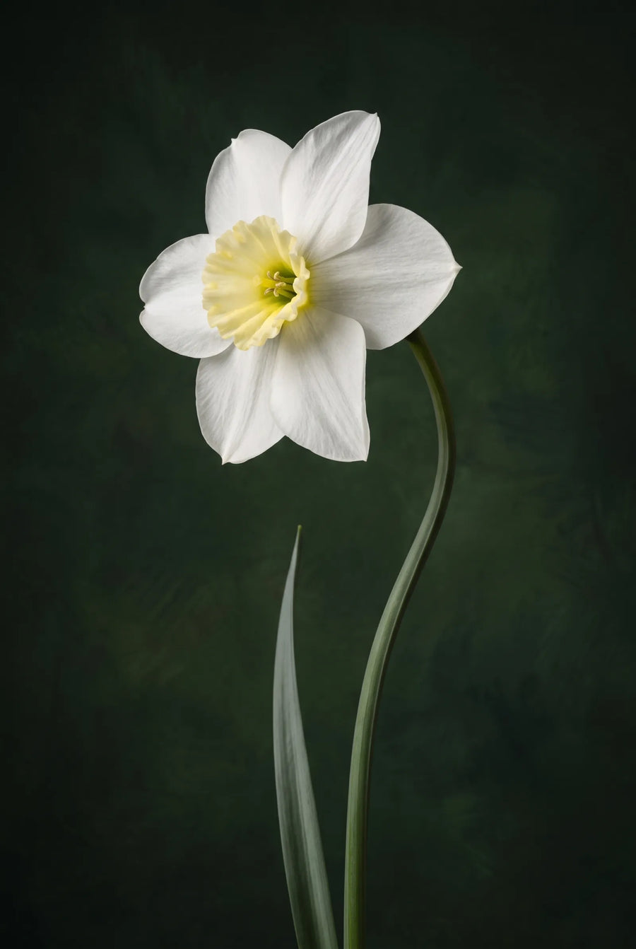 Narcissus Segovia — sfeerbeeld