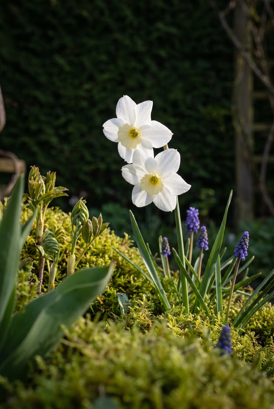 Narcissus Segovia — sfeerbeeld