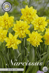 Narcissus Tete de Luxe