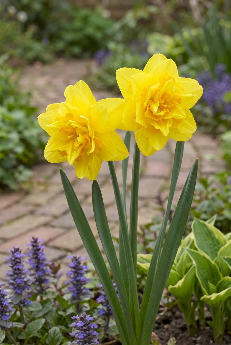 Narcissus Tete de Luxe — close-up van de bloem