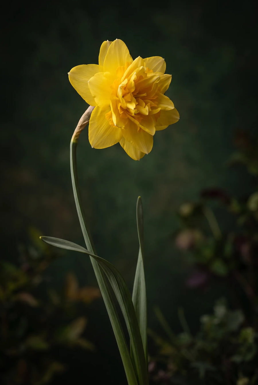Narcissus Tete de Luxe — sfeerbeeld