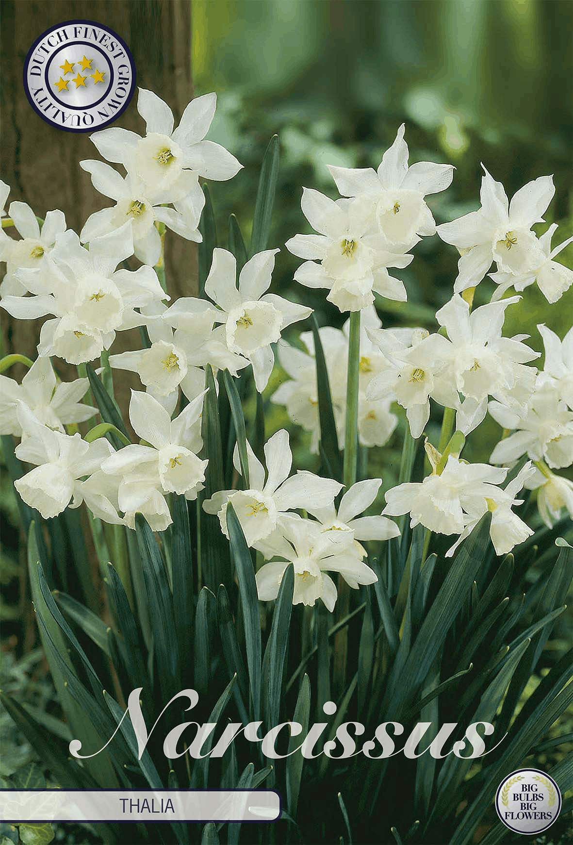 Narcissus Thalia