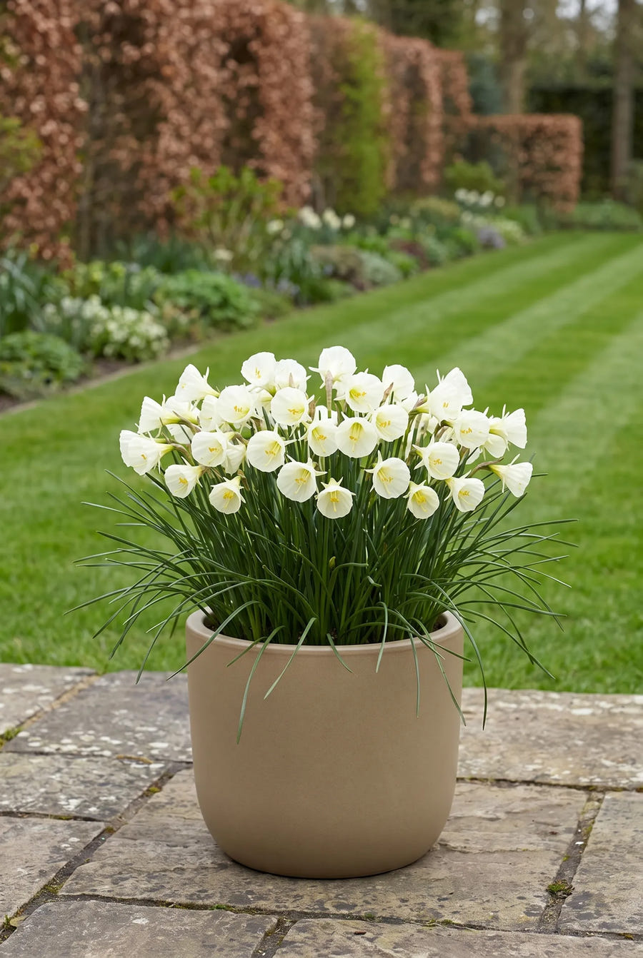 Narcissus White Petticoat — in pot op terras