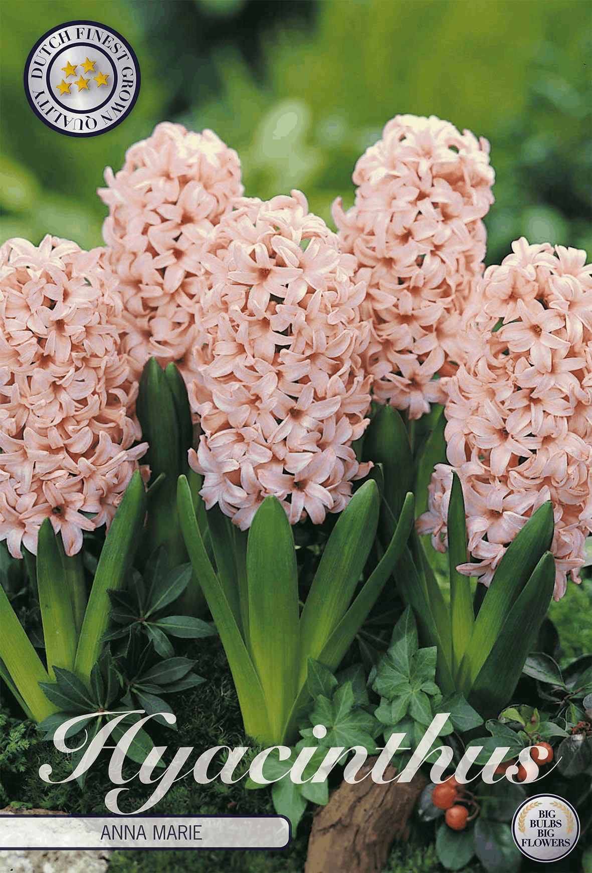Hyacinthus Anna Marie