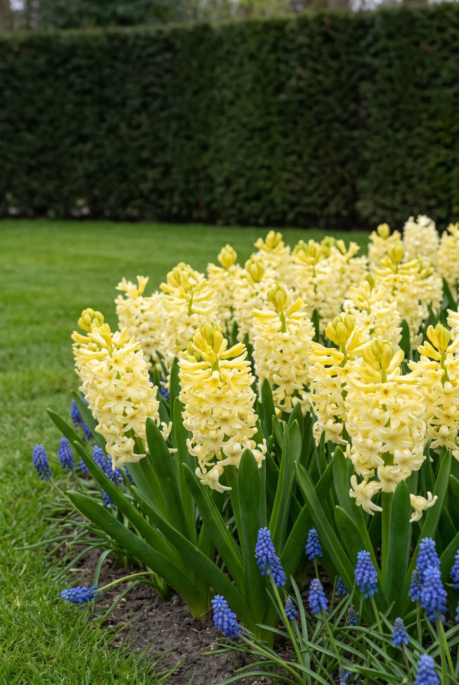 Hyacinthus City of Haarlem — in de border
