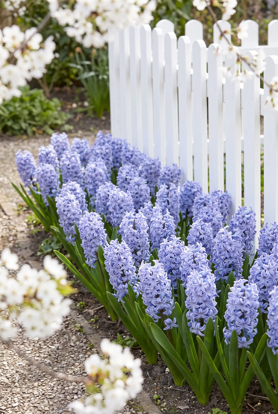 Hyacinthus Delft Blue — in de border