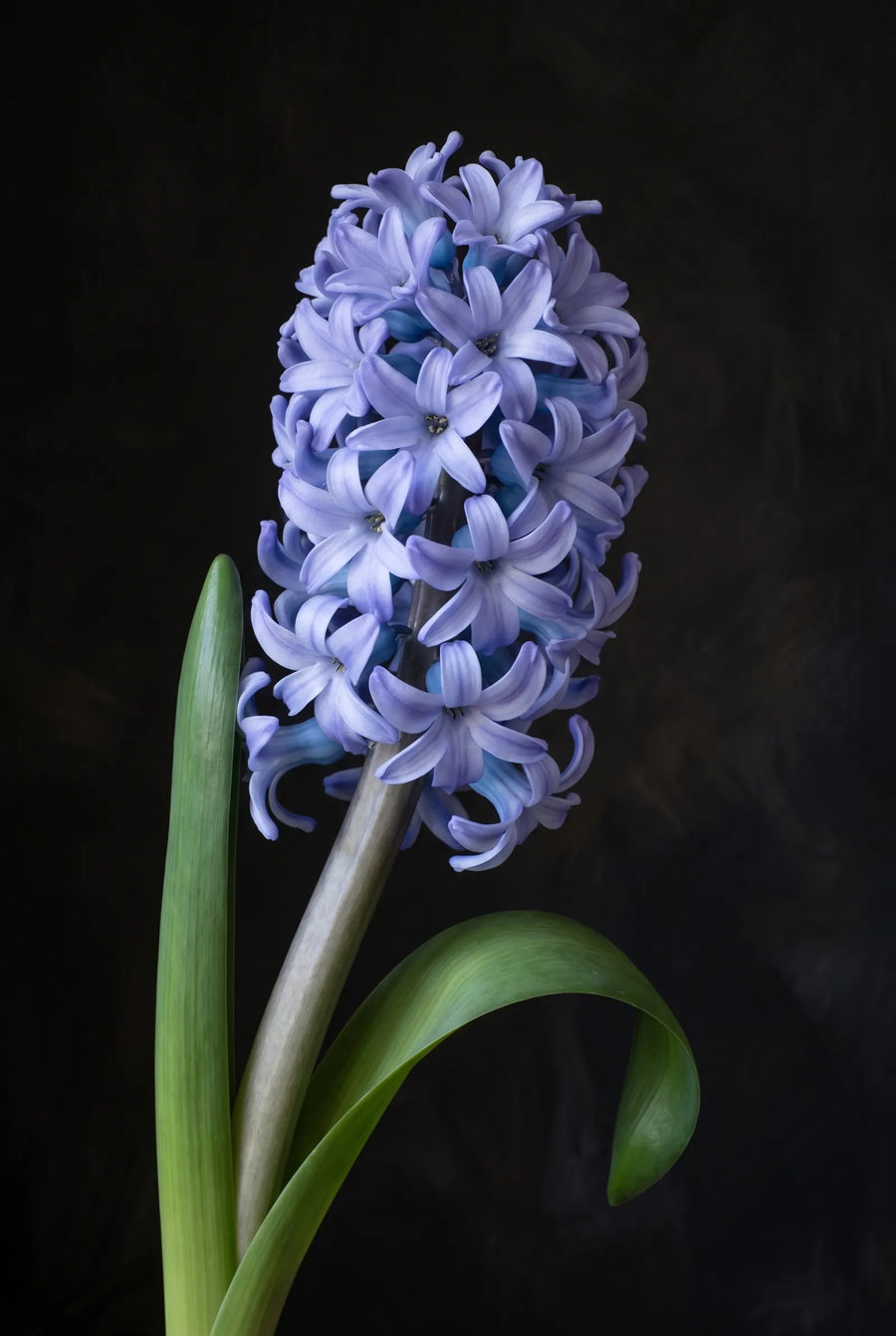 Hyacinthus Delft Blue — sfeerbeeld