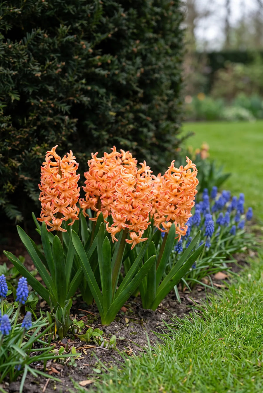 Hyacinthus Gipsy Queen — in de border
