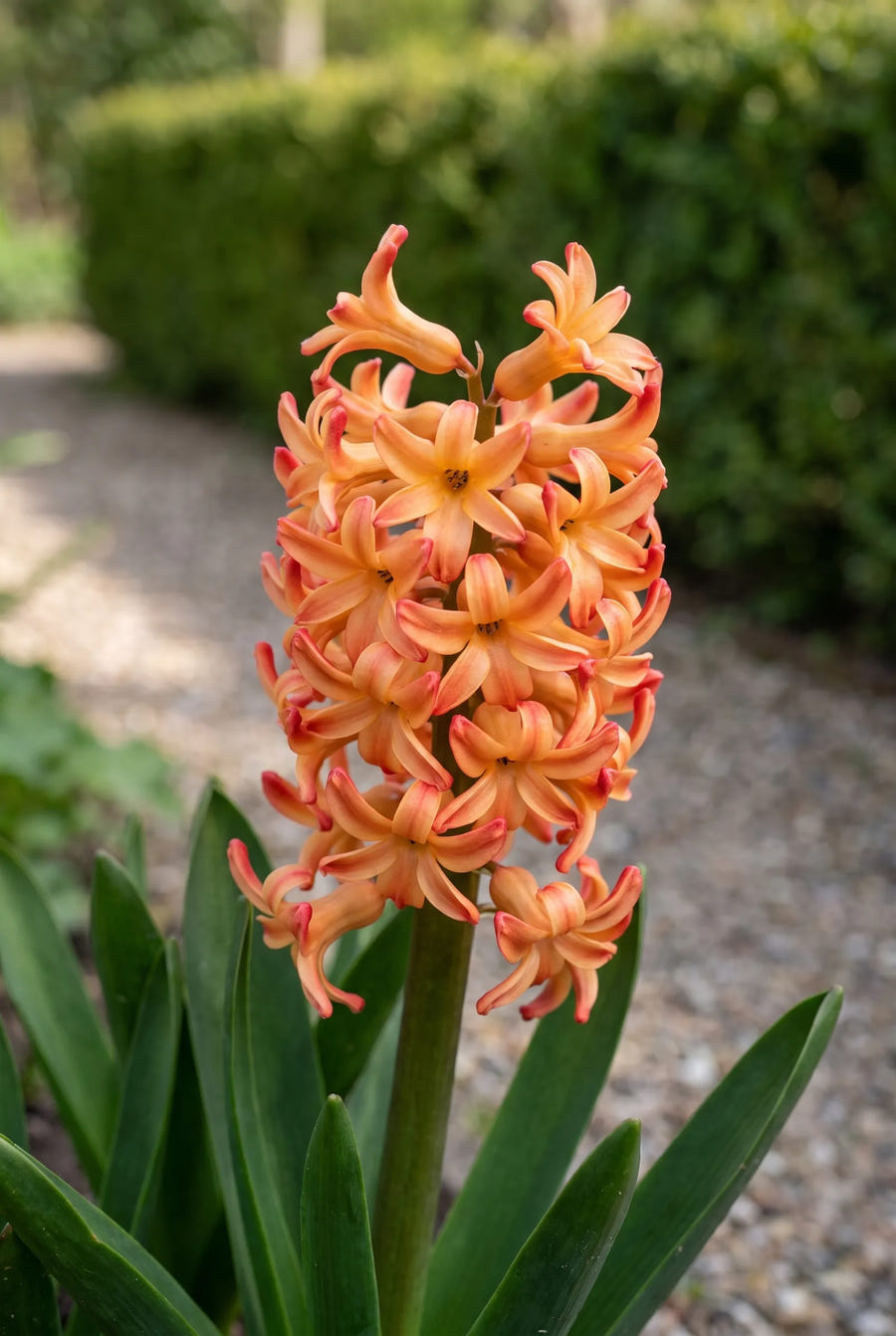 Hyacinthus Gipsy Queen — close-up van de bloem