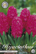 Hyacinthus Jan Bos
