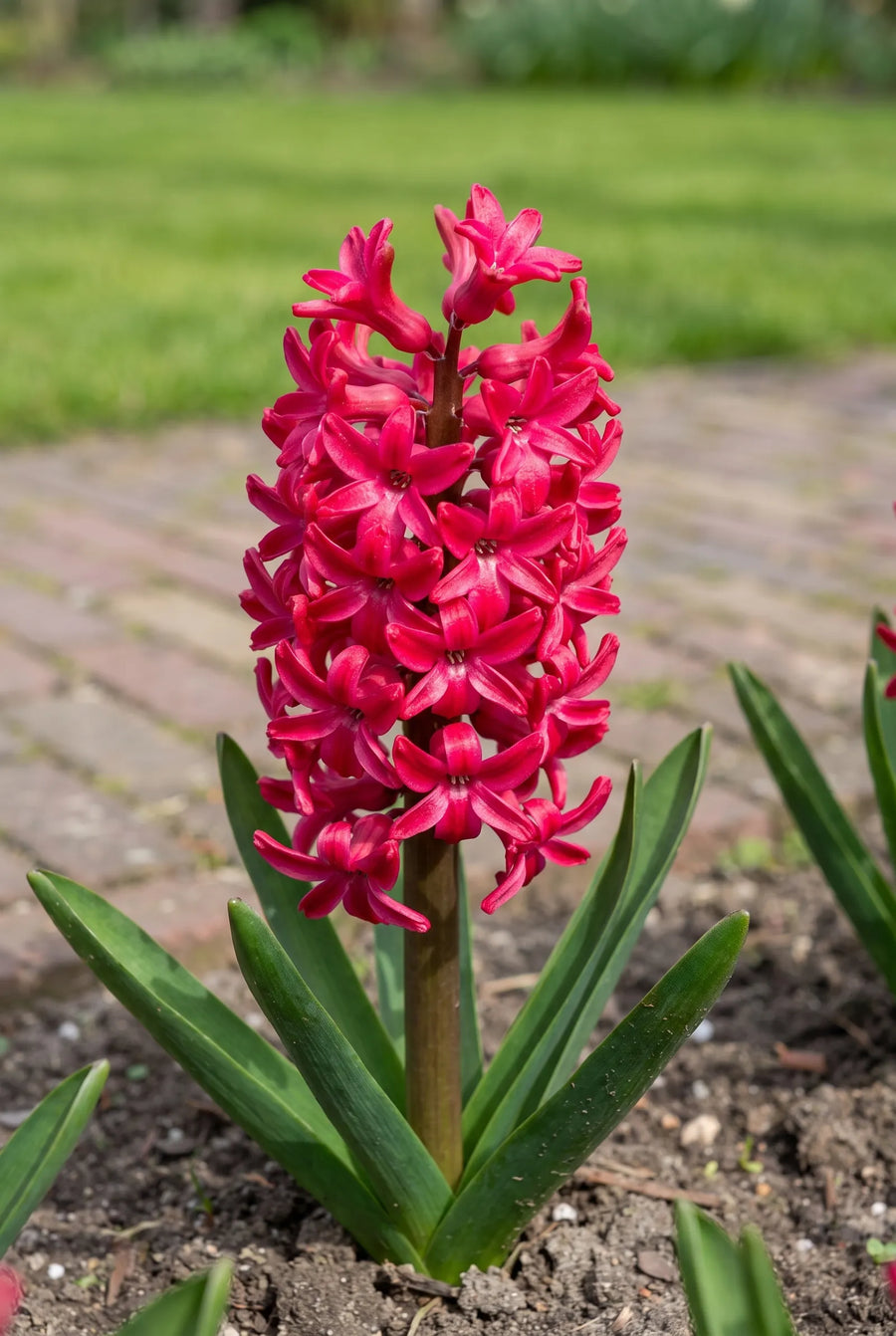 Hyacinthus Jan Bos — close-up van de bloem