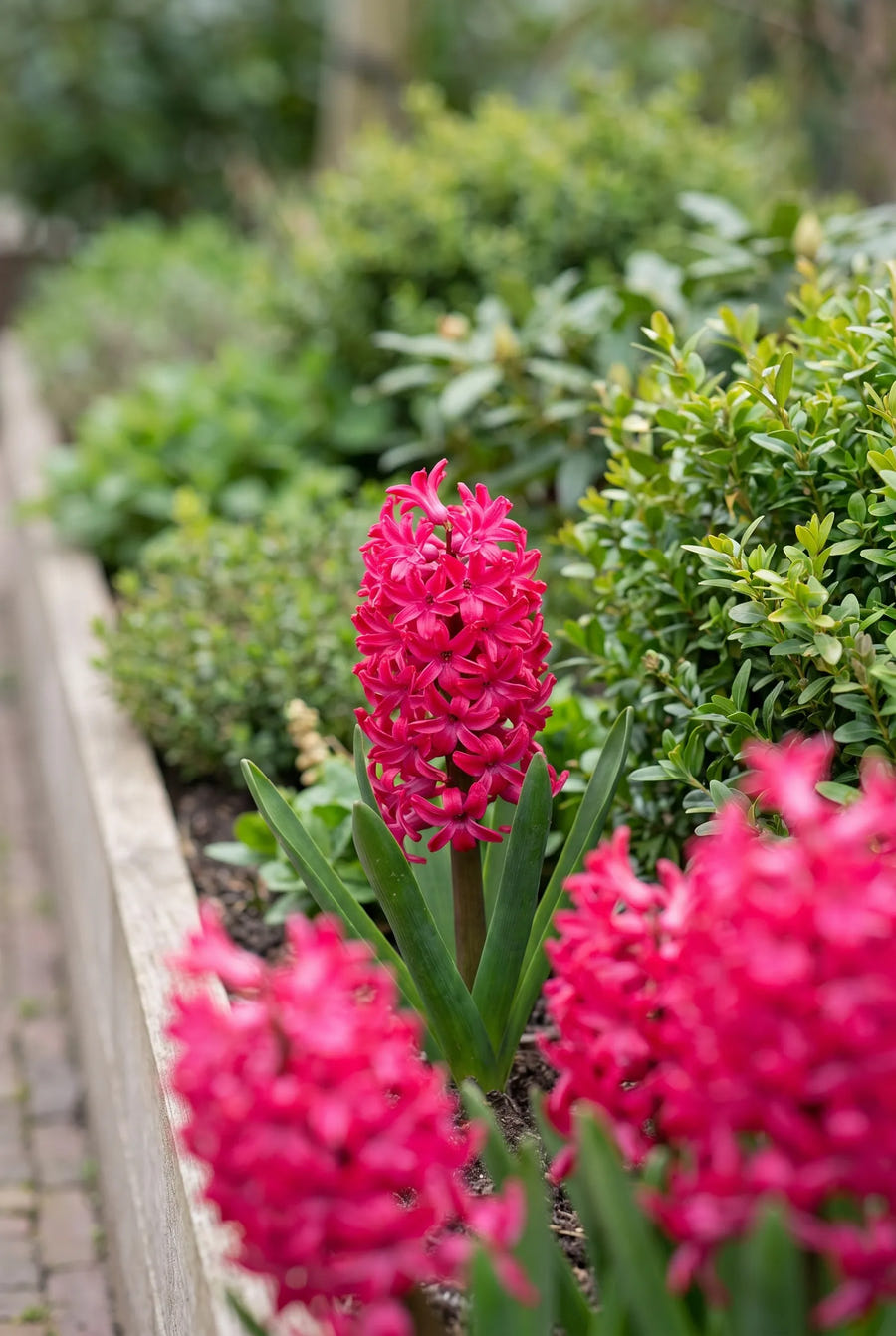 Hyacinthus Jan Bos — in de tuin