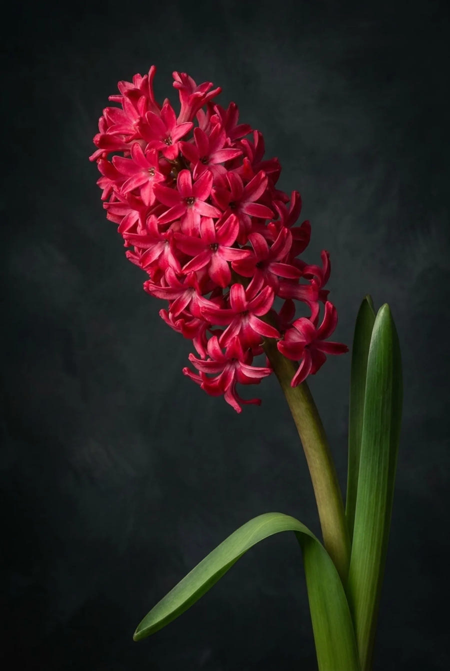 Hyacinthus Jan Bos — sfeerbeeld