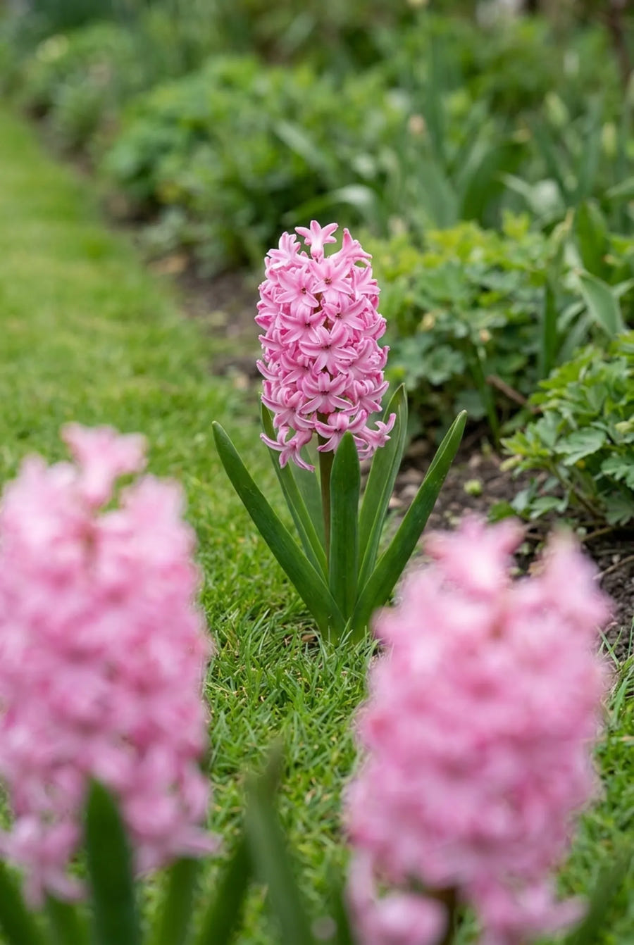 Hyacinthus Pink Pearl — in de tuin