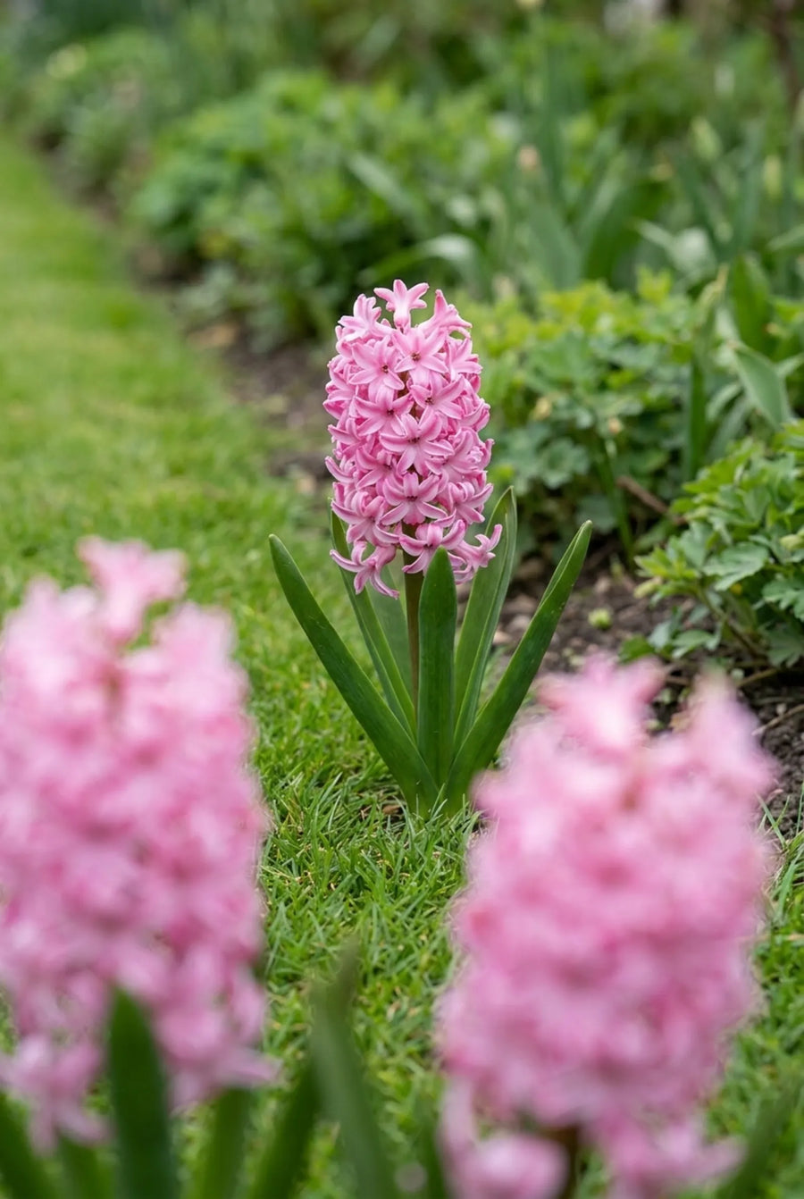 Hyacinthus Pink Pearl — in de tuin