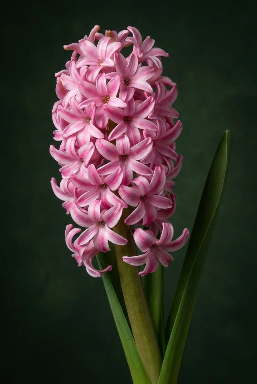 Hyacinthus Pink Pearl — sfeerbeeld