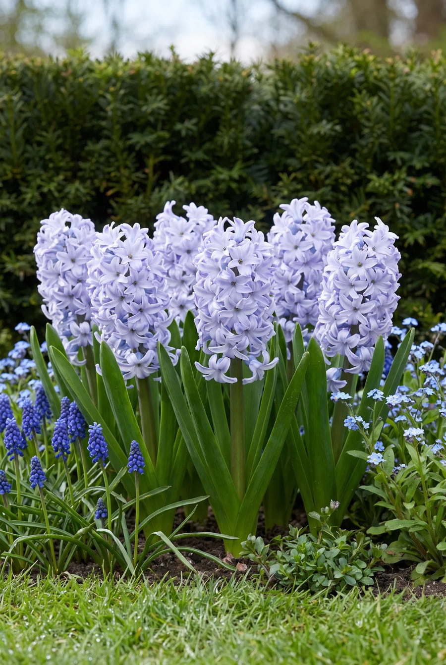 Hyacinthus Sky Jacket — in de border