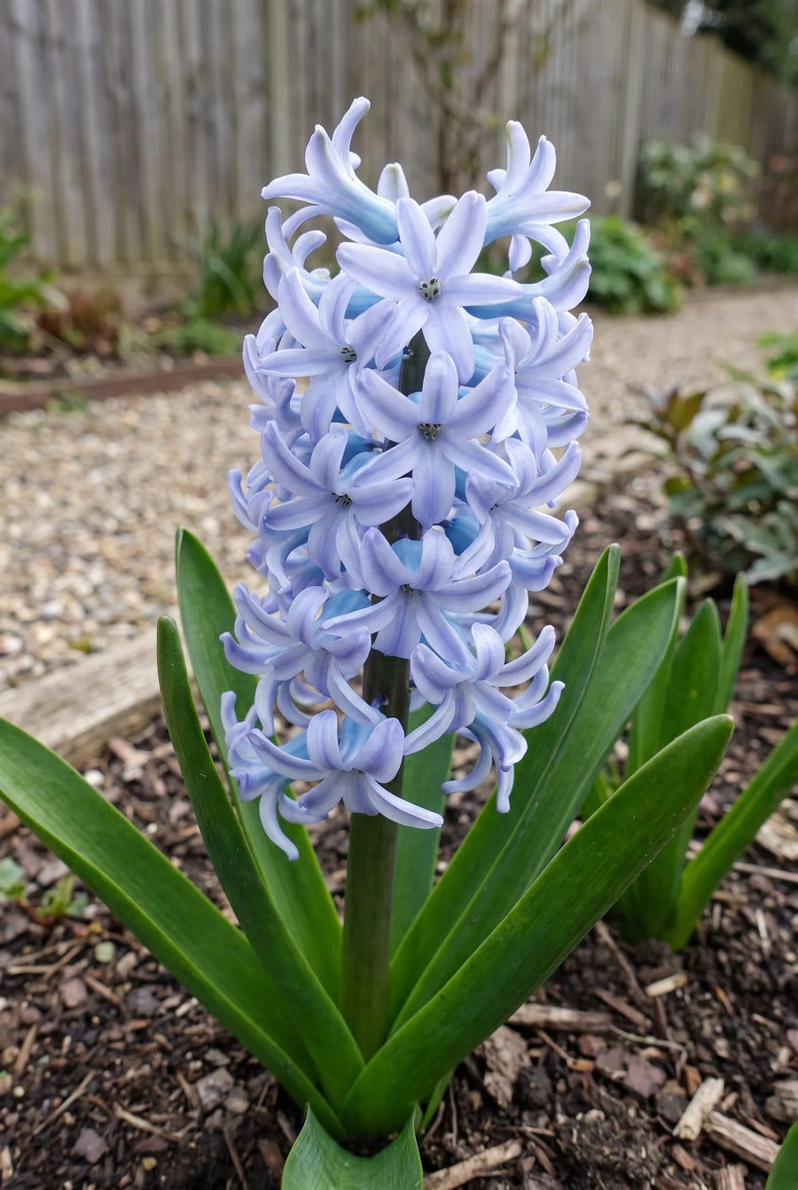 Hyacinthus Sky Jacket — close-up van de bloem