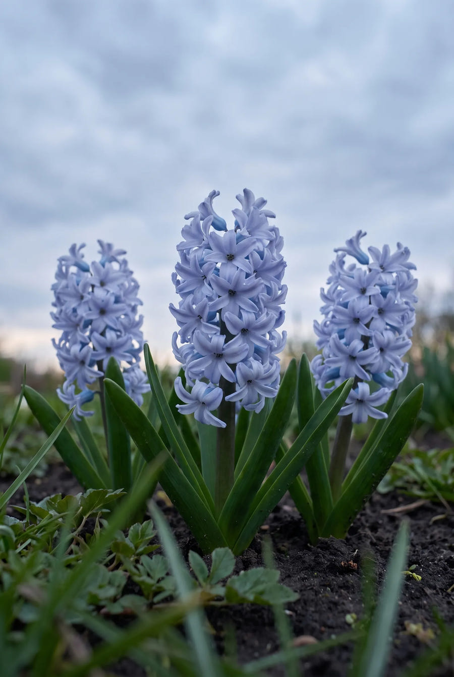 Hyacinthus Sky Jacket — in de tuin