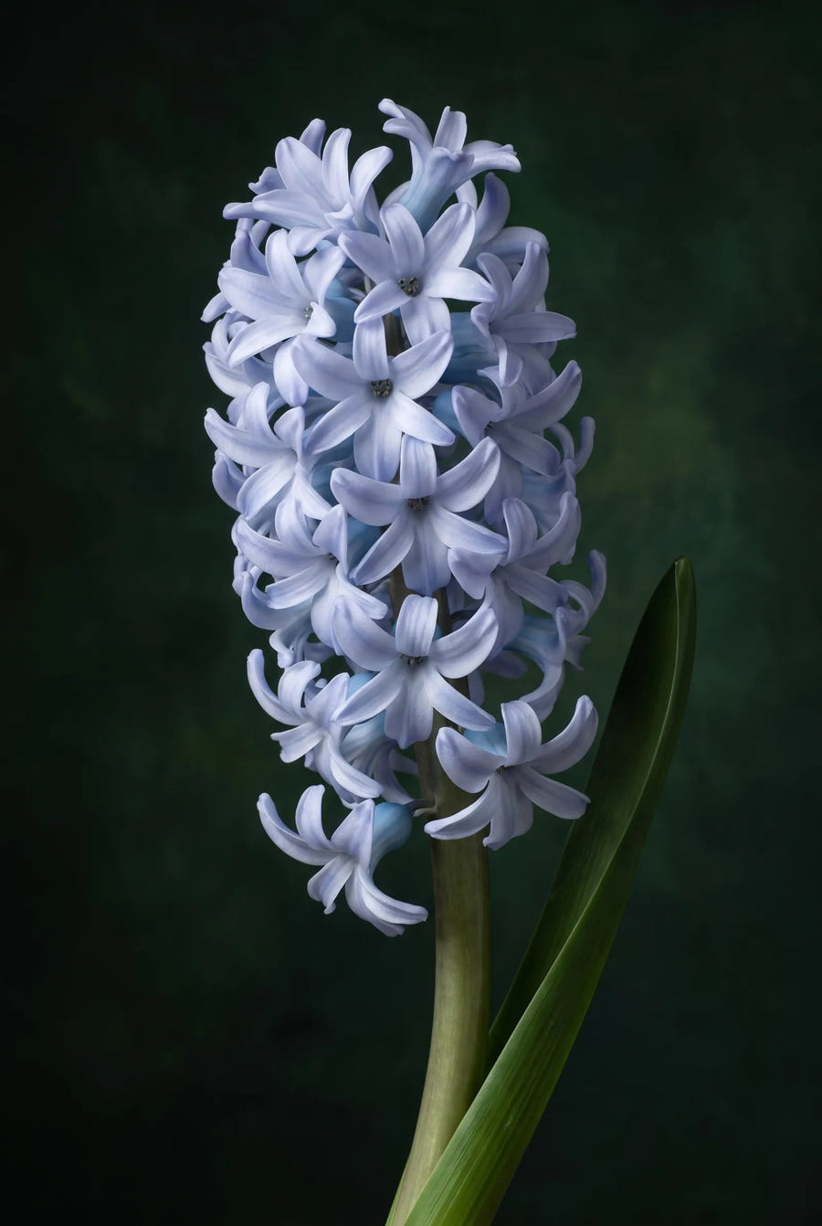 Hyacinthus Sky Jacket — sfeerbeeld