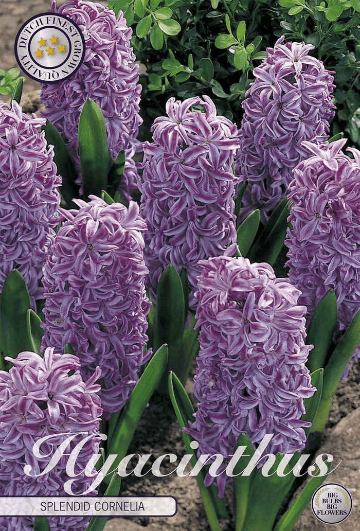 Hyacinthus Splendid Cornelia