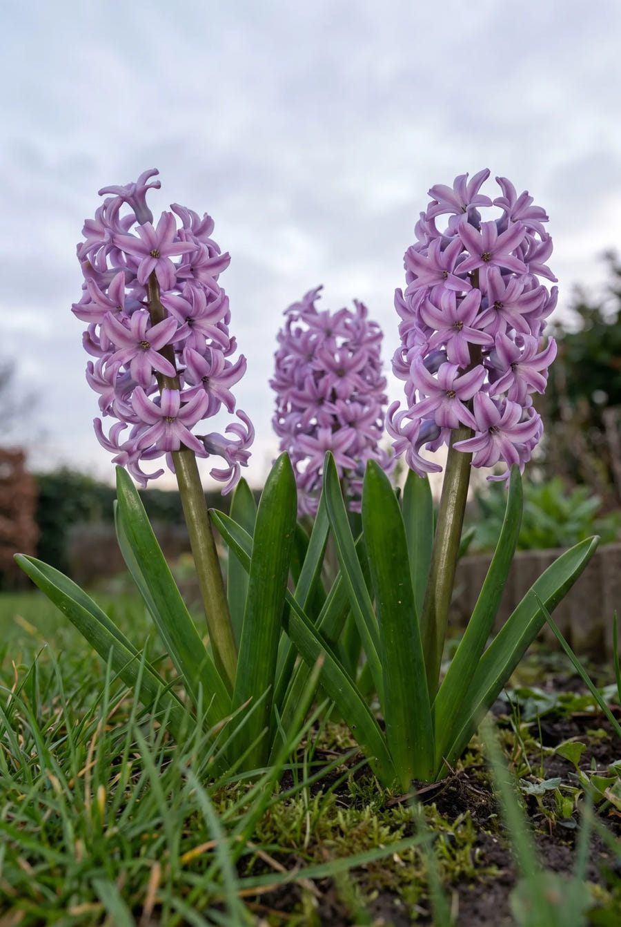 Hyacinthus Splendid Cornelia — in de tuin