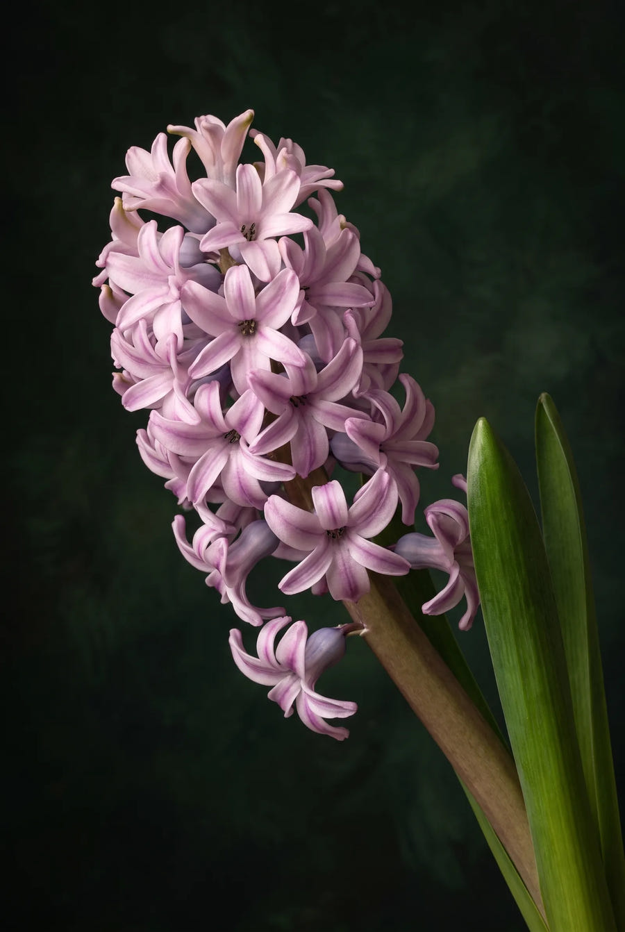 Hyacinthus Splendid Cornelia — sfeerbeeld