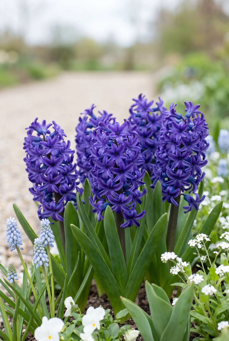 Hyacinthus Spring Field — in de border