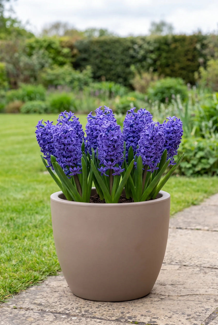 Hyacinthus Spring Field — in pot op terras
