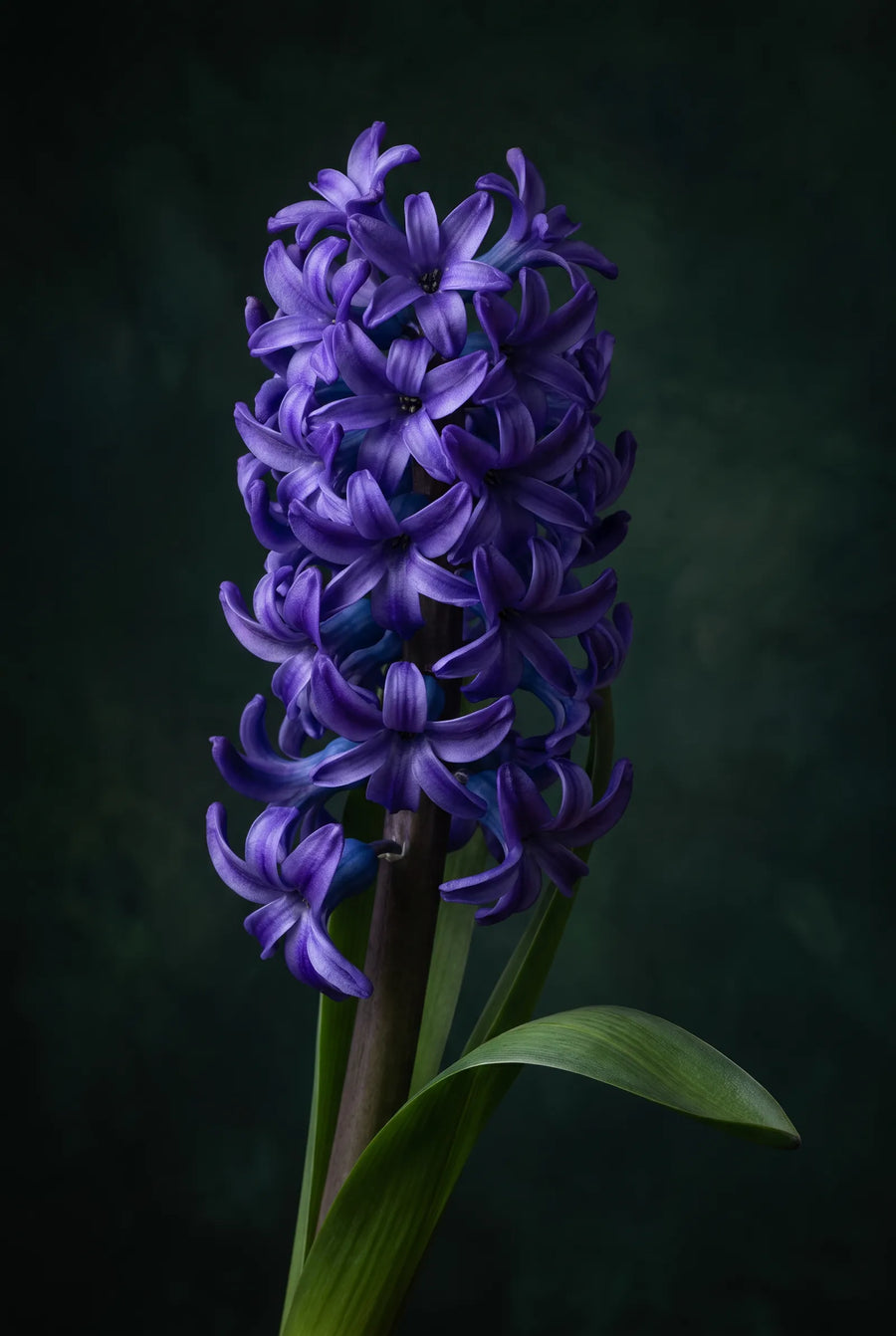 Hyacinthus Spring Field — sfeerbeeld
