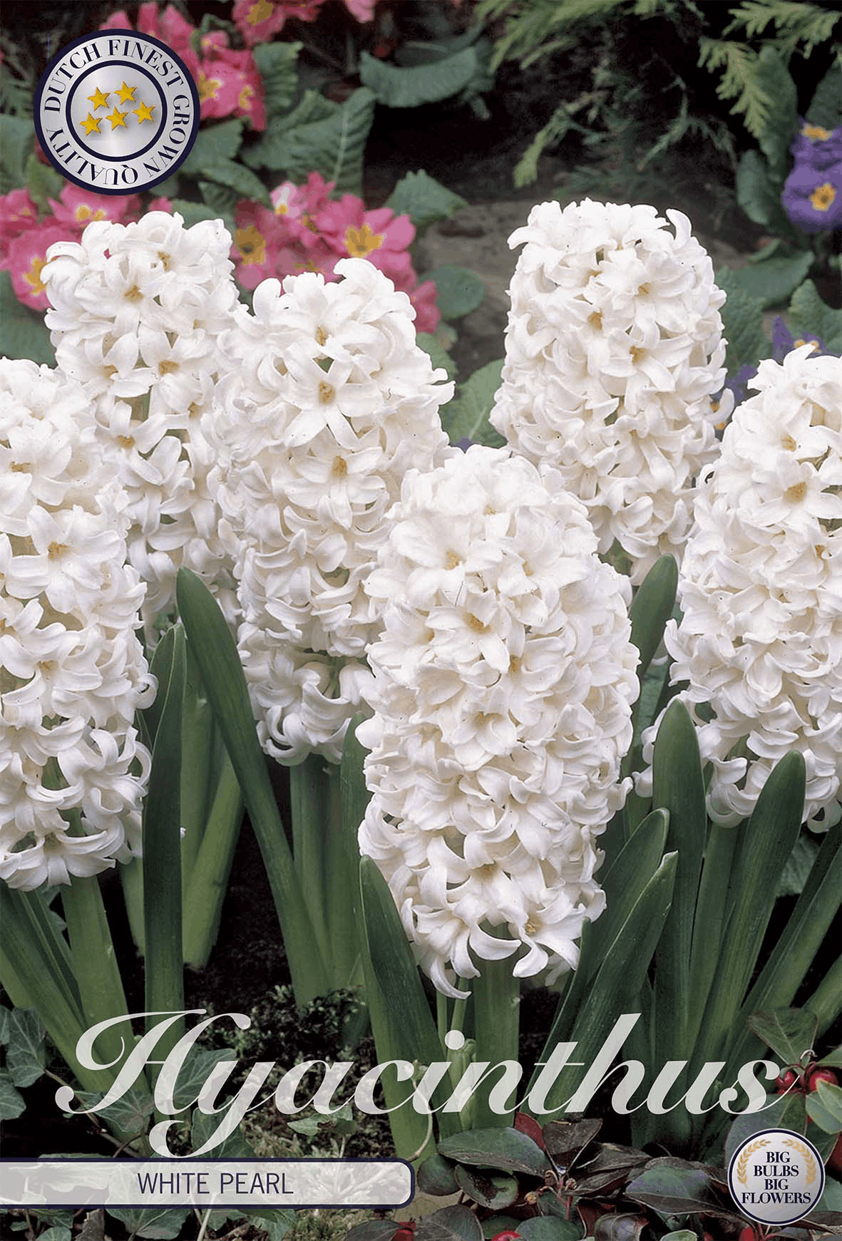 Hyacinthus White Pearl