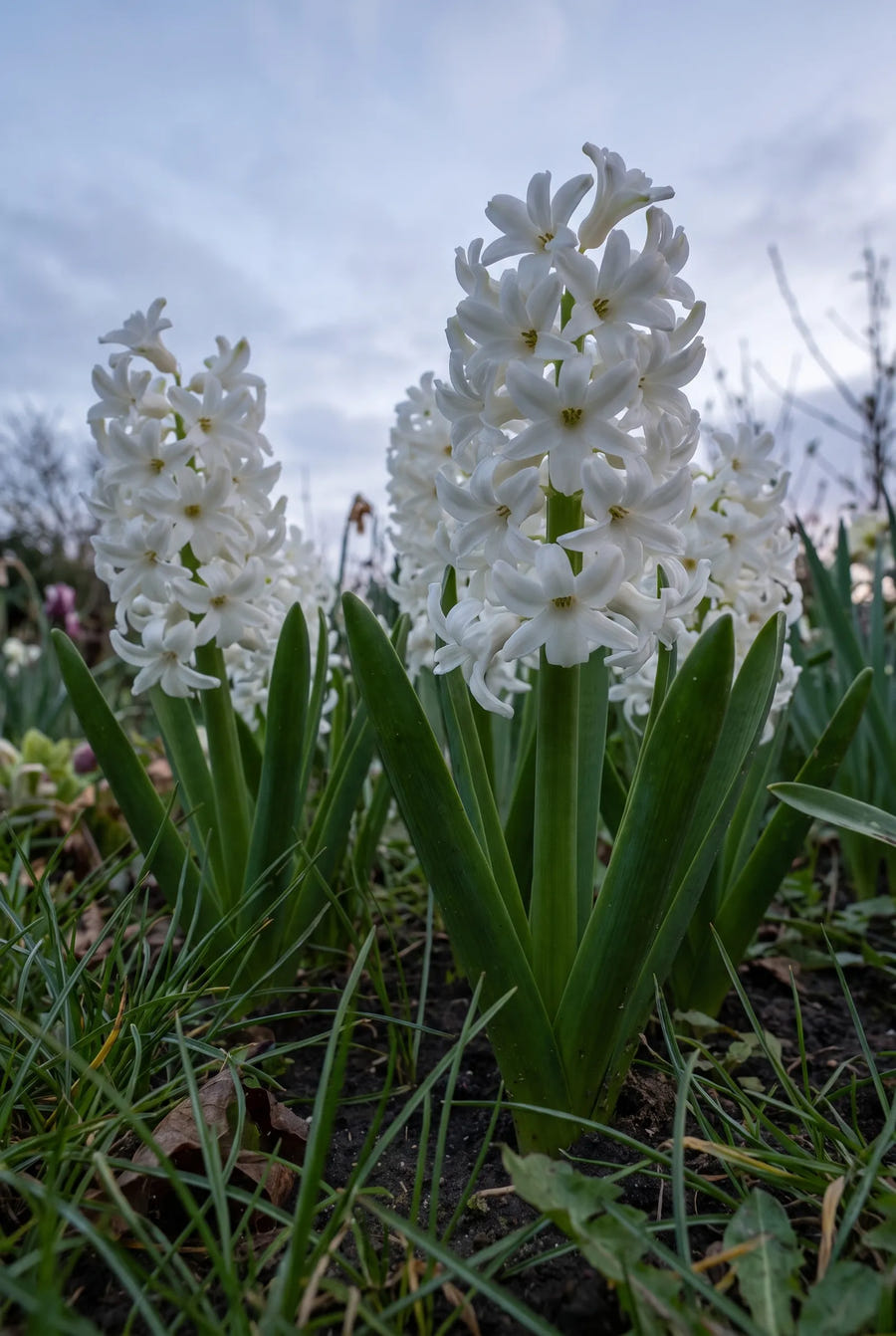 Hyacinthus White Pearl — in de tuin