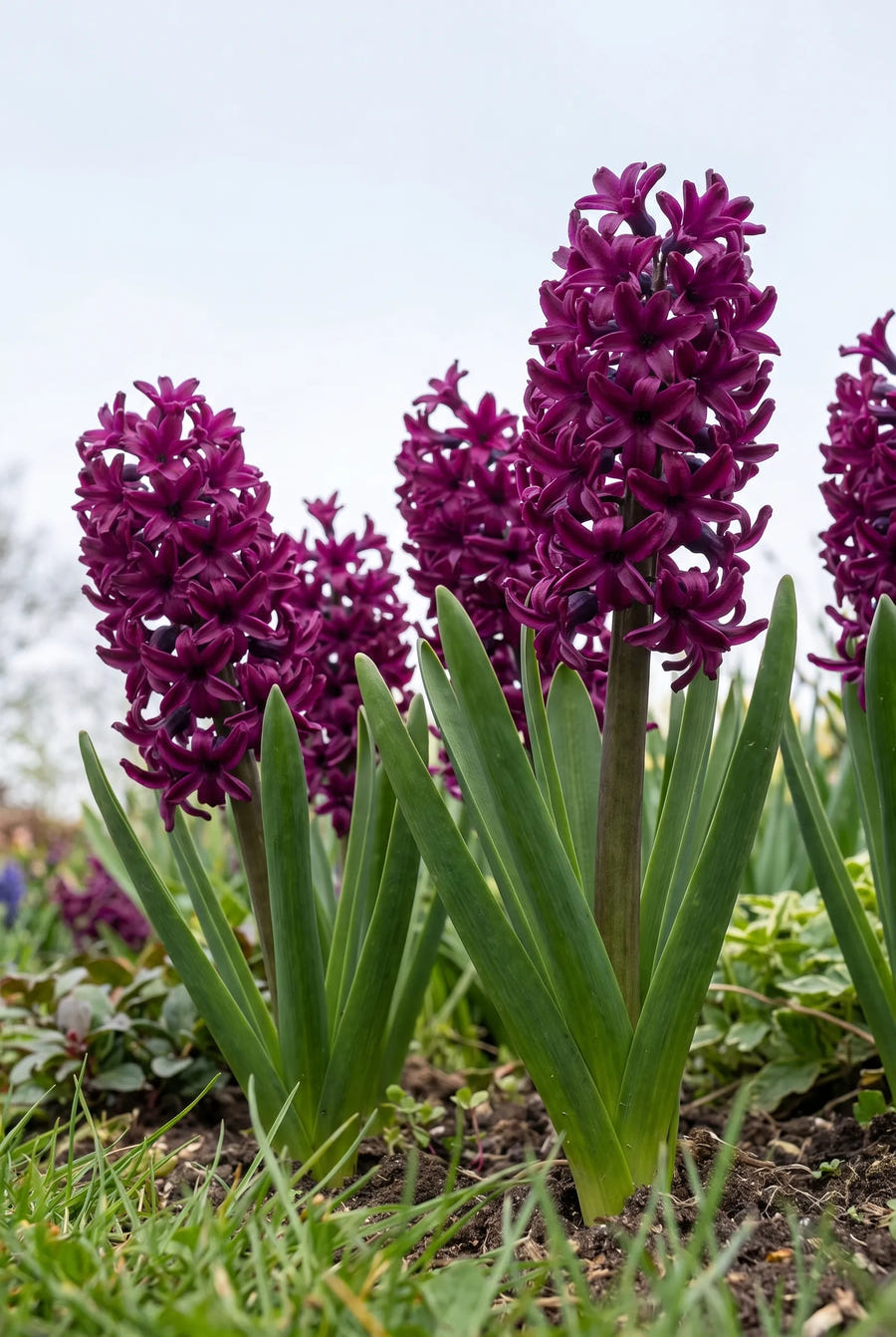 Hyacinthus Woodstock — in de tuin