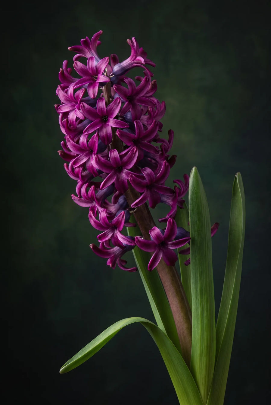 Hyacinthus Woodstock — sfeerbeeld