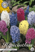 Hyacinthus Orientalis Mixed