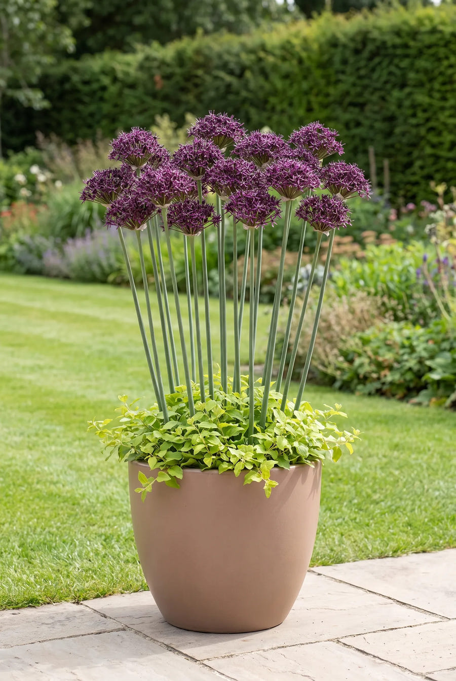 Allium Atropurpureum — in pot op terras