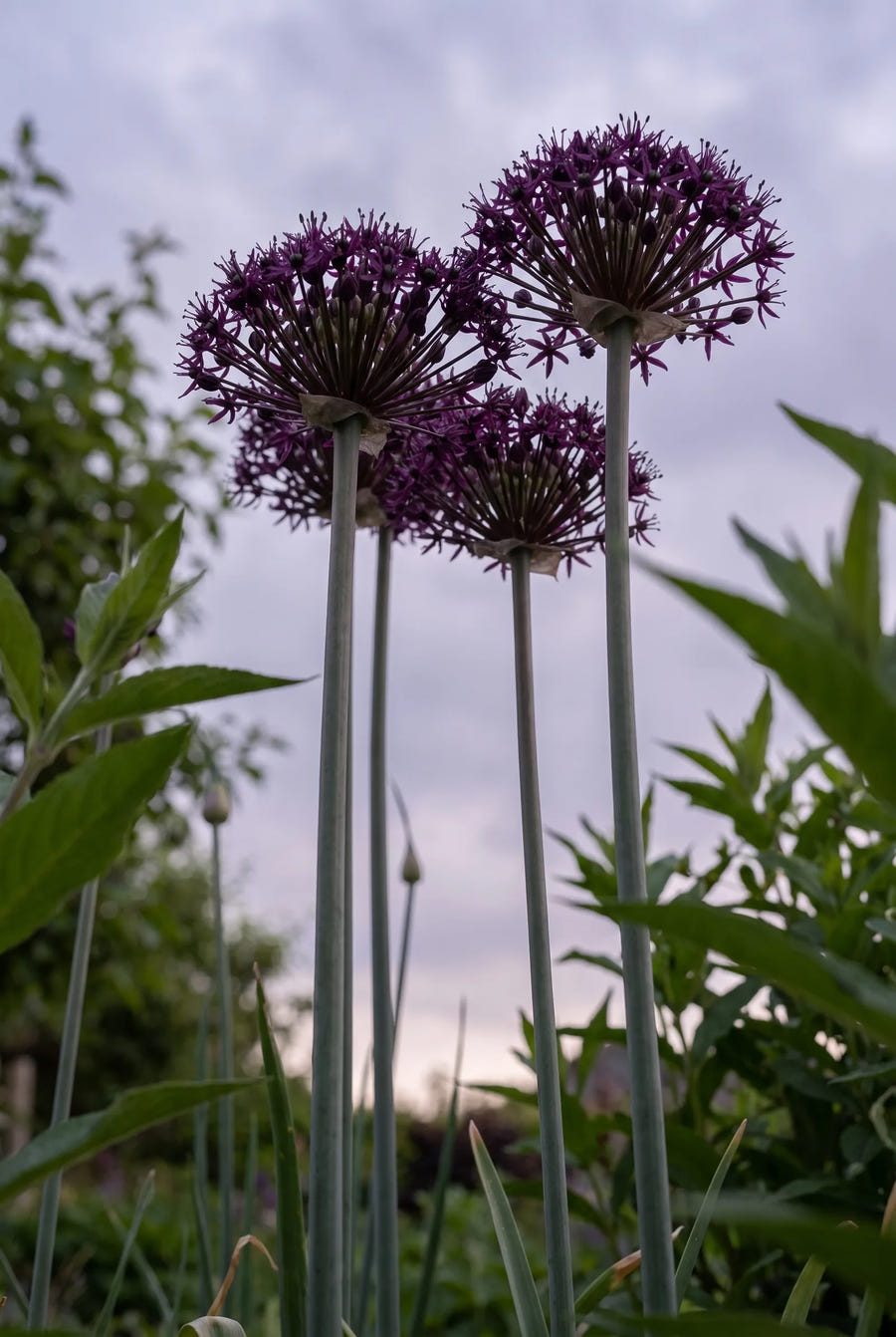 Allium Atropurpureum — in de tuin