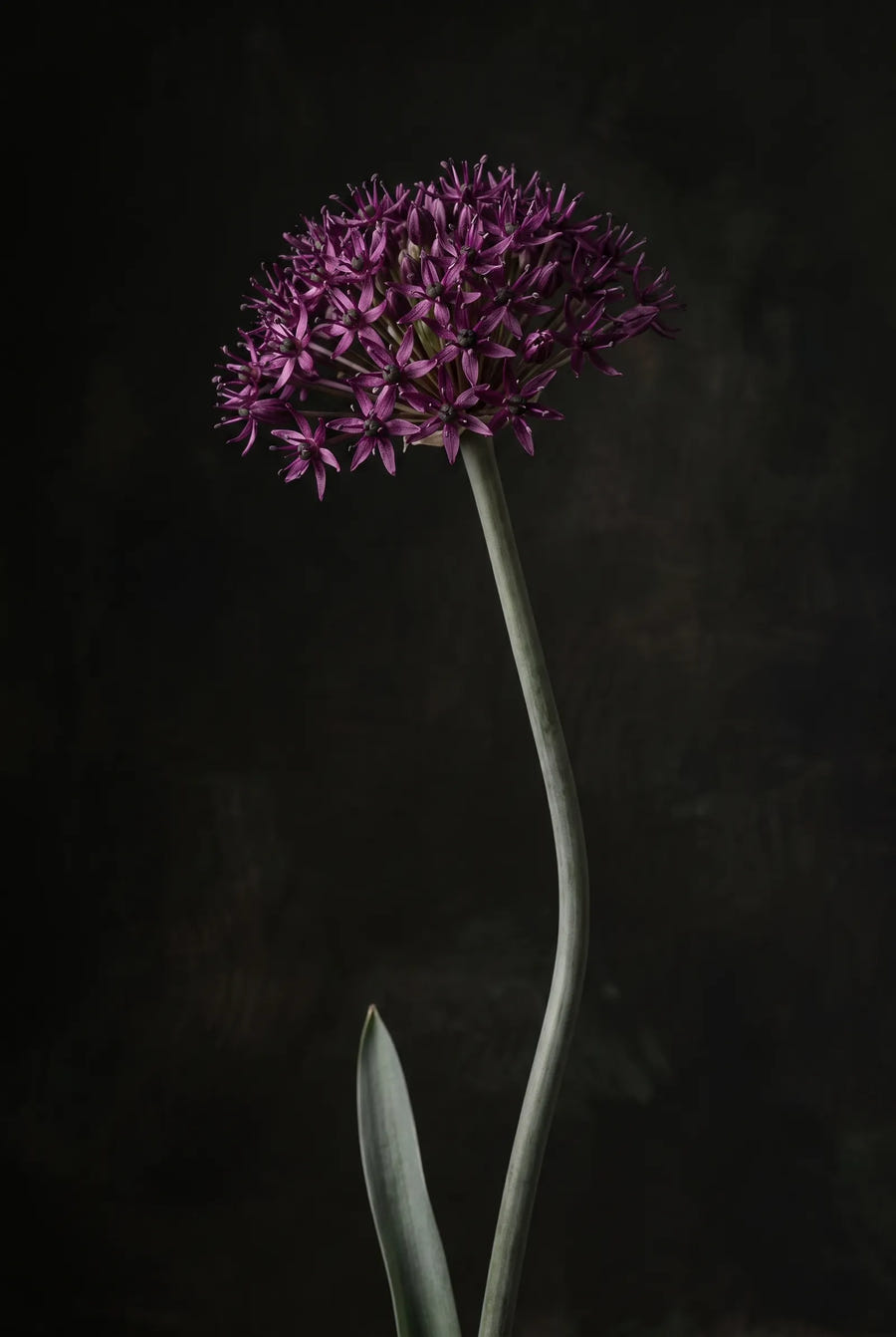 Allium Atropurpureum — sfeerbeeld