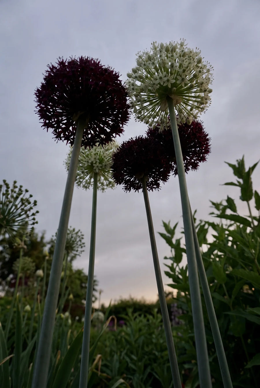 Allium Brother — in de tuin