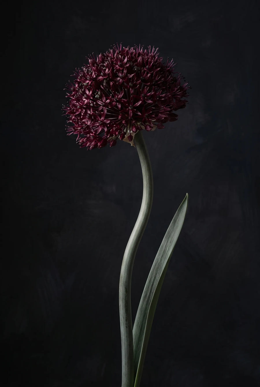 Allium Brother — sfeerbeeld
