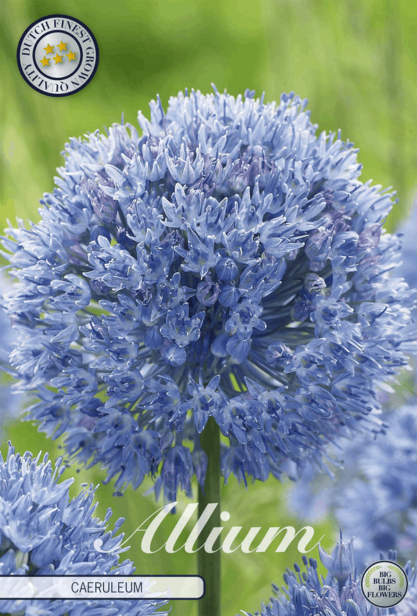 Allium Caeruleum