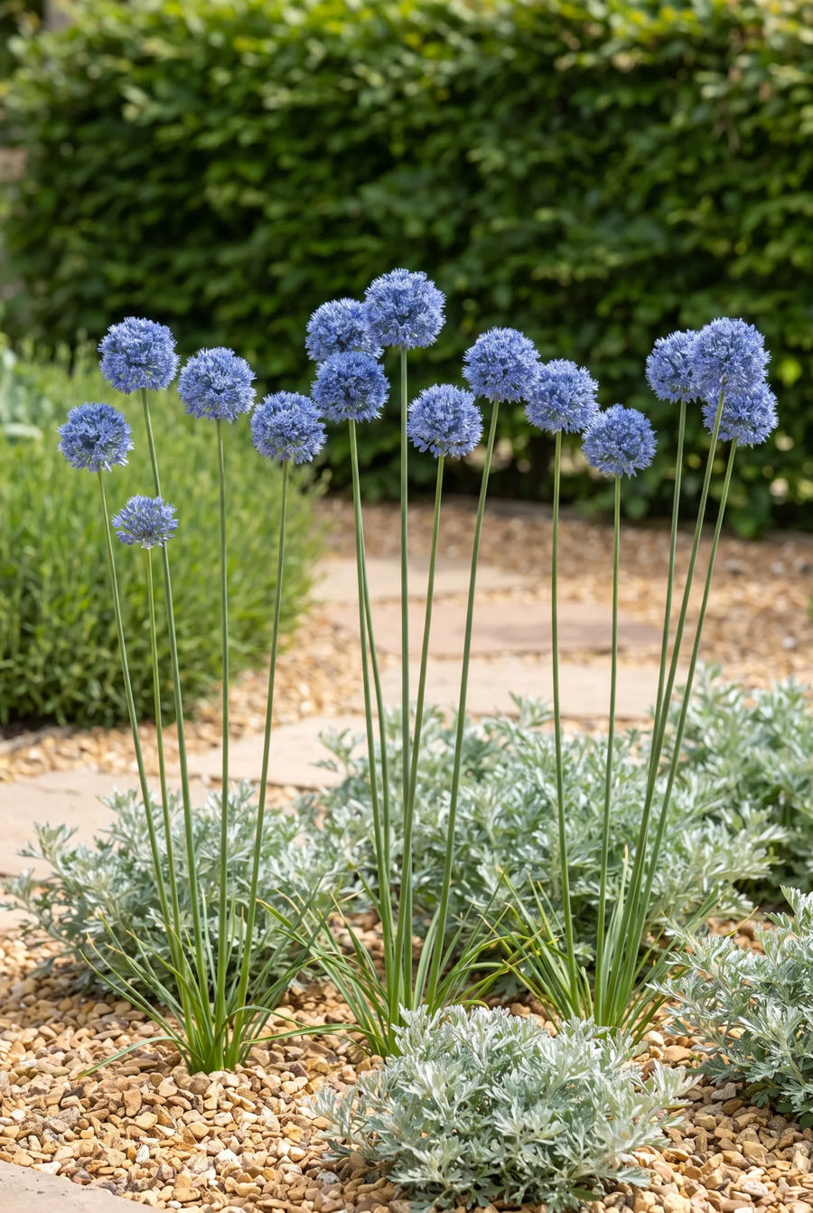 Allium Caeruleum — in de border