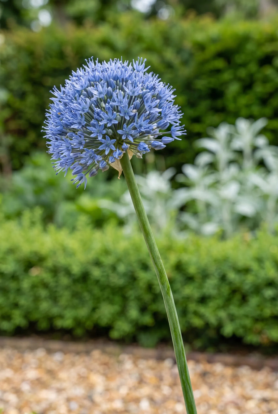 Allium Caeruleum — close-up van de bloem