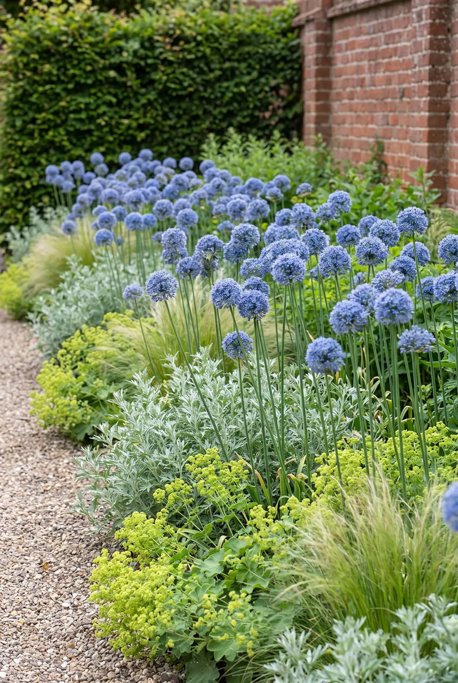 Allium Caeruleum — groep in de tuinborder