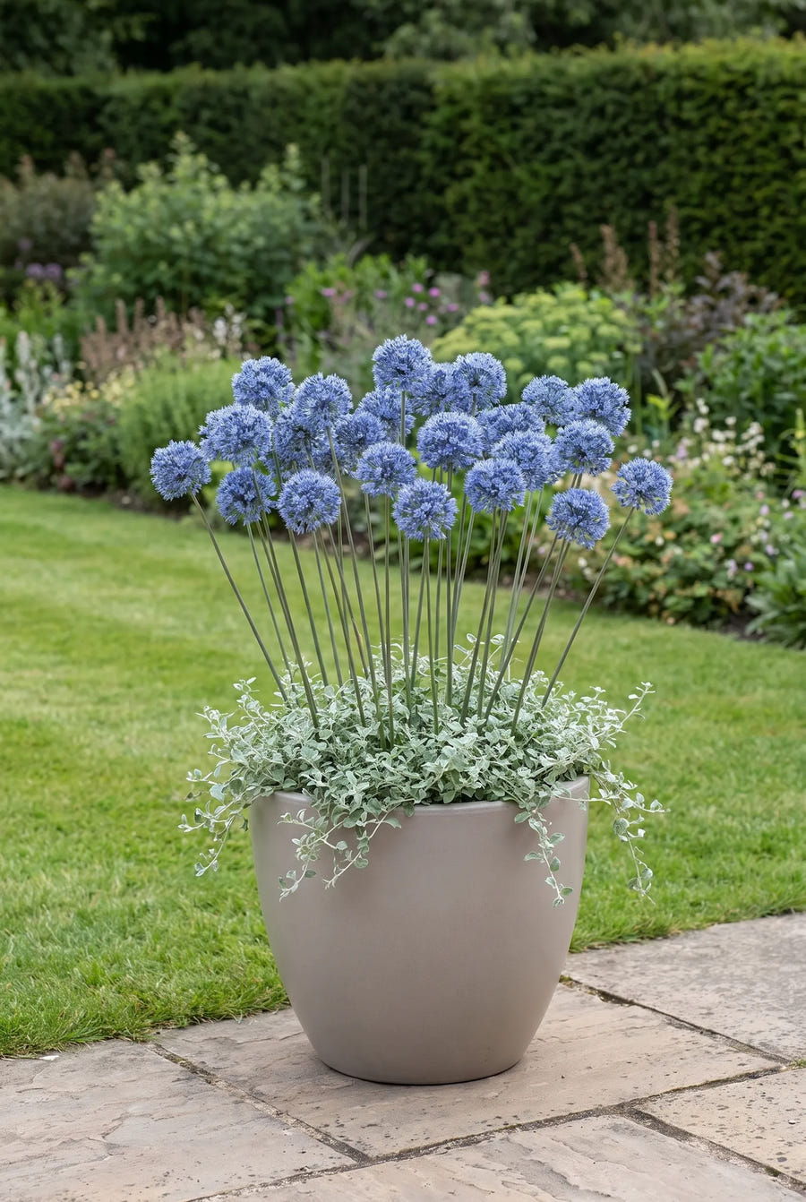 Allium Caeruleum — in pot op terras